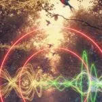 birdsong acid techno