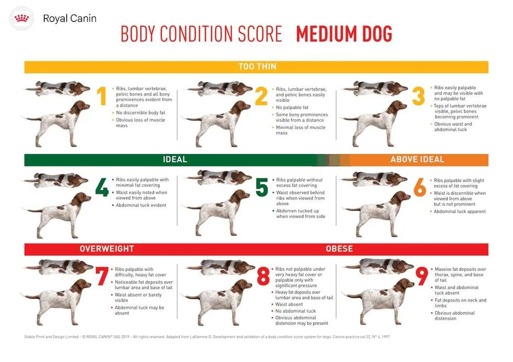 body condition score royal canin logo