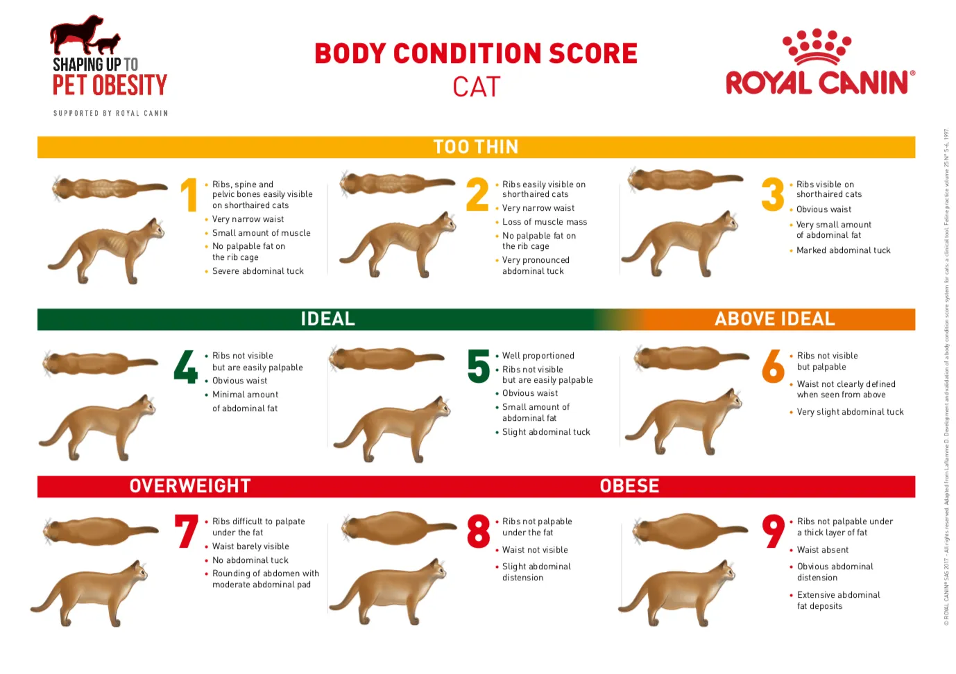 cat body condition score1
