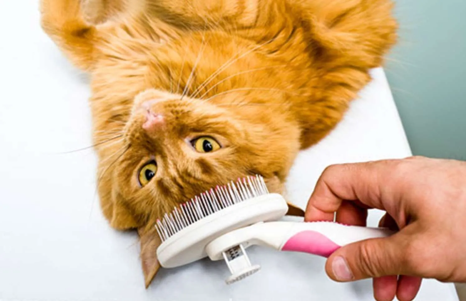 cat groom