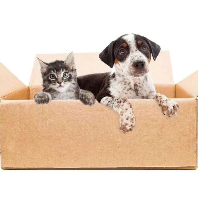 dog-cat-moving-boxCROP