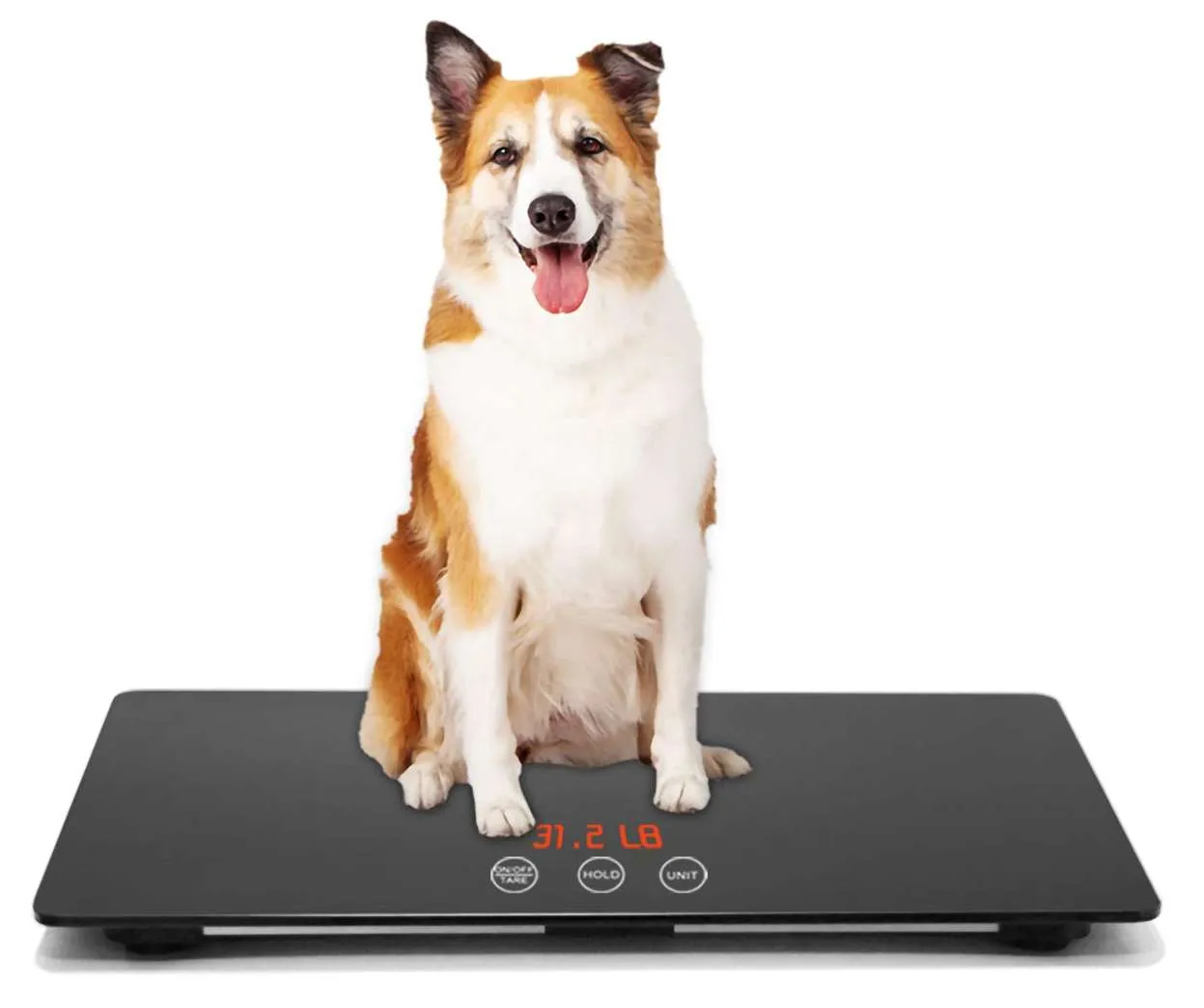 dog on scale