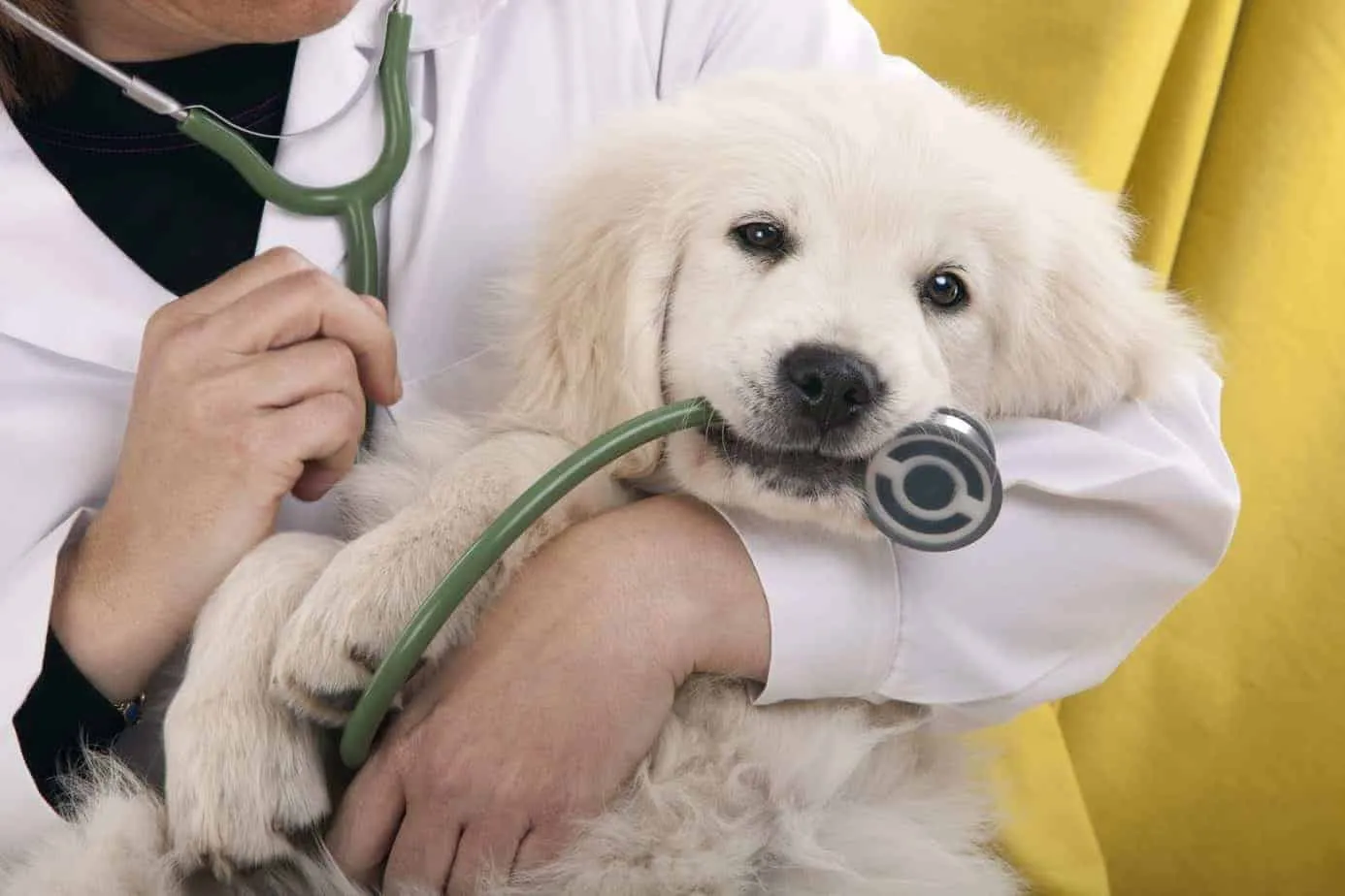 pet-health-insurance-scaled