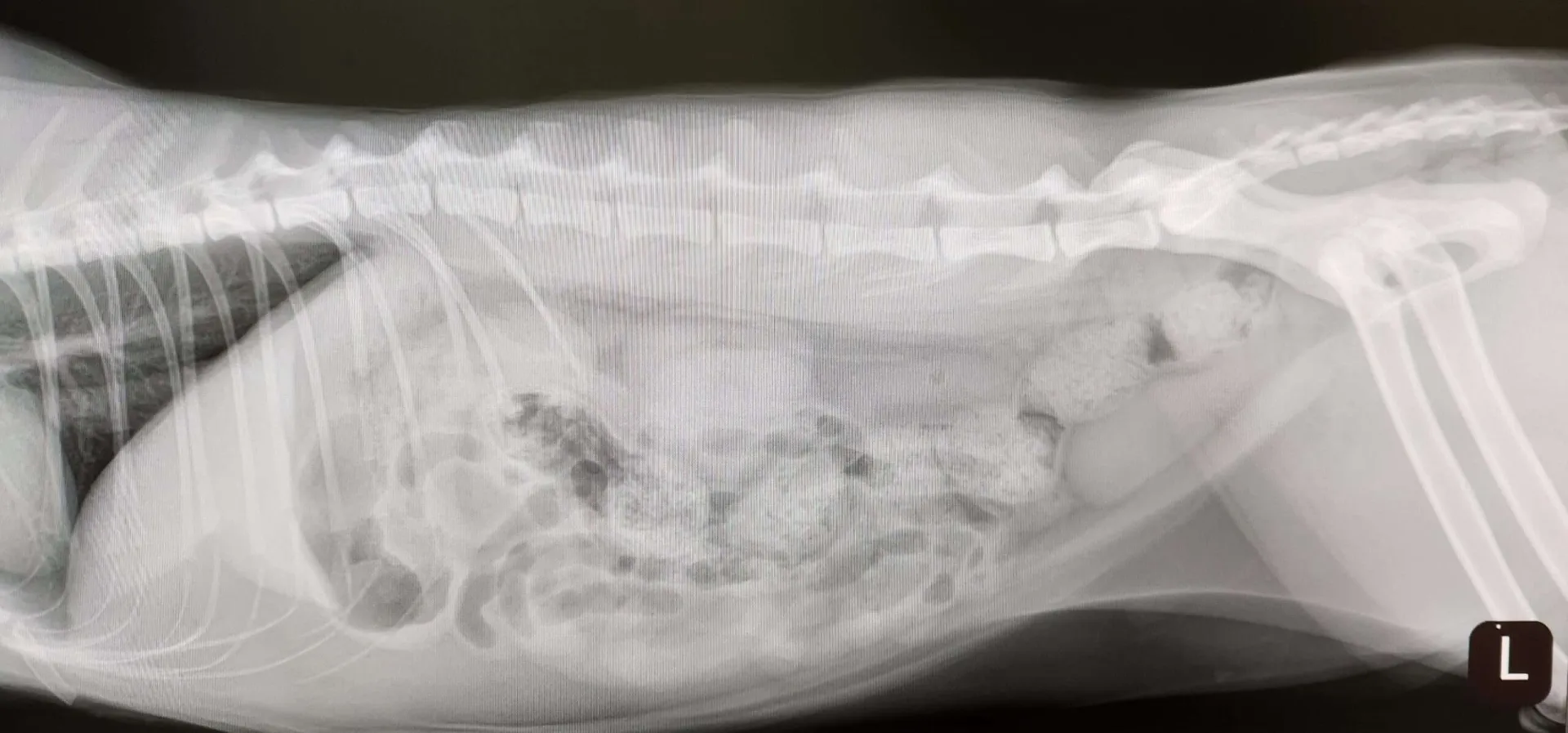 xray stock photo