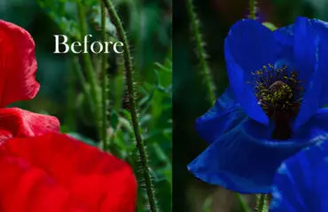 Photoshop Replace Color Photoshop Replace Color