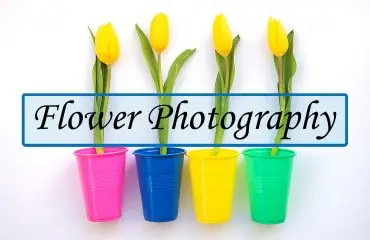 Flower-Photography Flower Photography