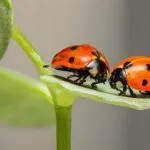 What Does the Bible Really Say About Bugs?