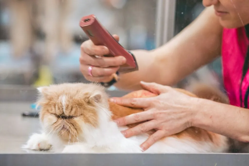Cat being groomed with clippers by a professional