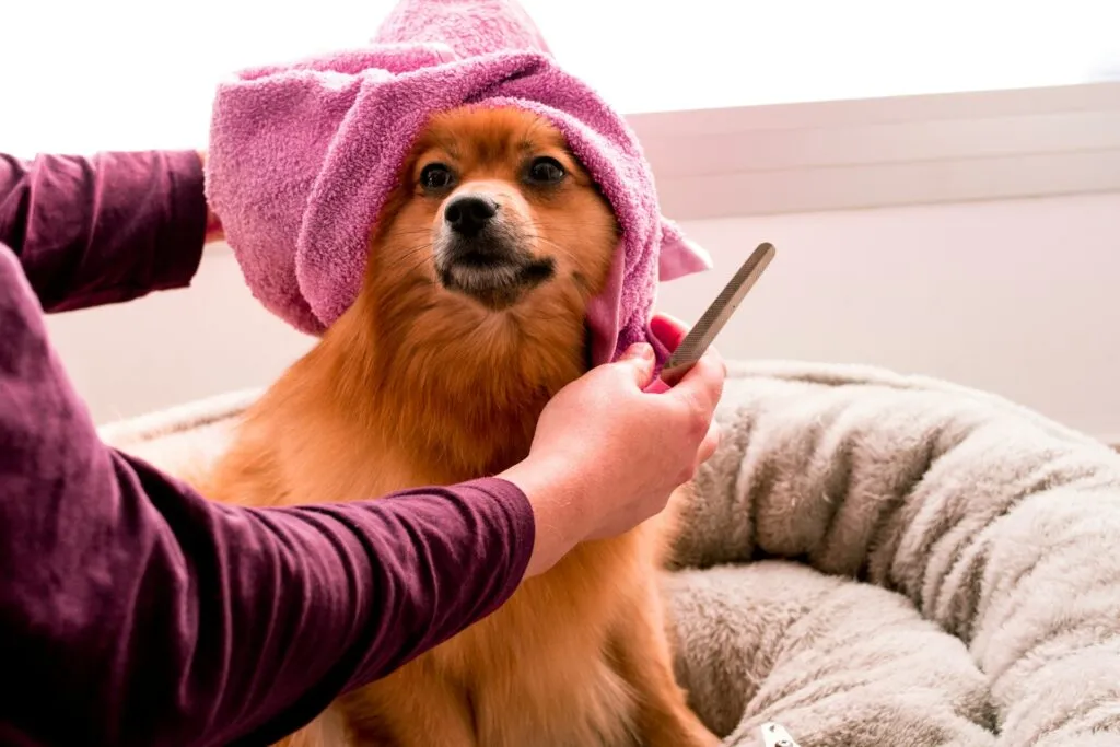 Dog being groomed with a towel and comb, relevant to accounting for pet groomers
