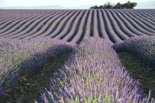 PROVENZA CAPO DI LAVANDA