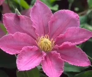 Abilene™ Evipo027A Clematis