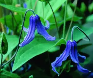 Integrifolia Clematis