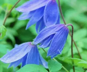 Macropetala Blue Clematis