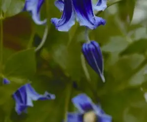 Roguchi Clematis