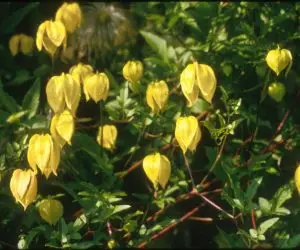 Tangutica Clematis