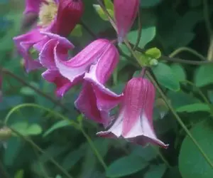 Texensis, Etoile Rose Clematis