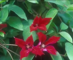 Texensis Gravetye Beauty Clematis