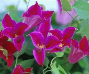 Texensis, Princess Diana Clematis