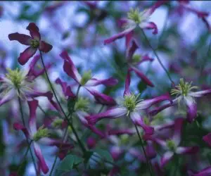 Triternata Rubro Marginata Clematis