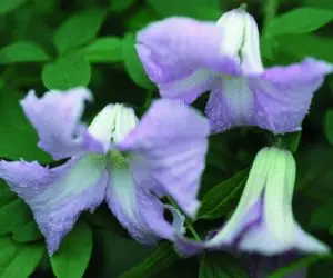 Viticella Betty Corning Clematis
