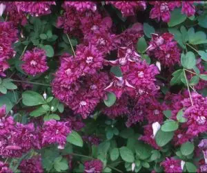 Viticella Purpurea Plena Elegans Clematis