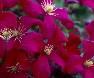 Viticella, Mme Julia Correvon Clematis