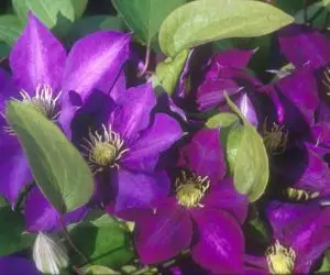 Daniel Deronda Clematis
