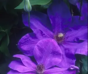 Elsa Spath Clematis