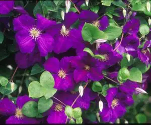 Jackmanii Clematis