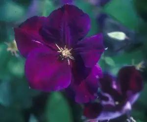 Jackmanii Superba Clematis