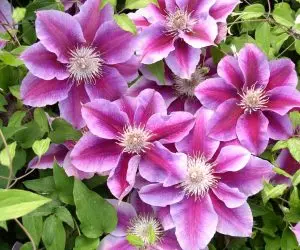 Kilian Donahue Clematis