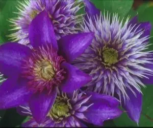 Multi-Blue Clematis