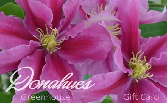 Donahue's Gift Cards