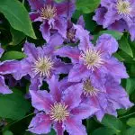 Baroness Fookes™ EviGsy156(PBR)