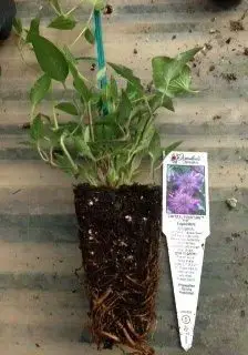 2.5 Clematis Pot