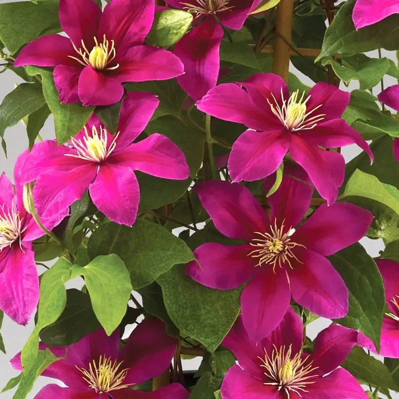 Acropolis Evipo078 Clematis