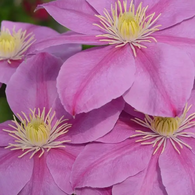 Alaina Evipo056 (N) Clematis