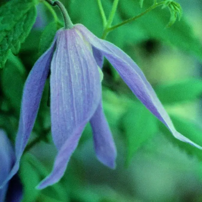 Alpina, Blue Dancer Clematis