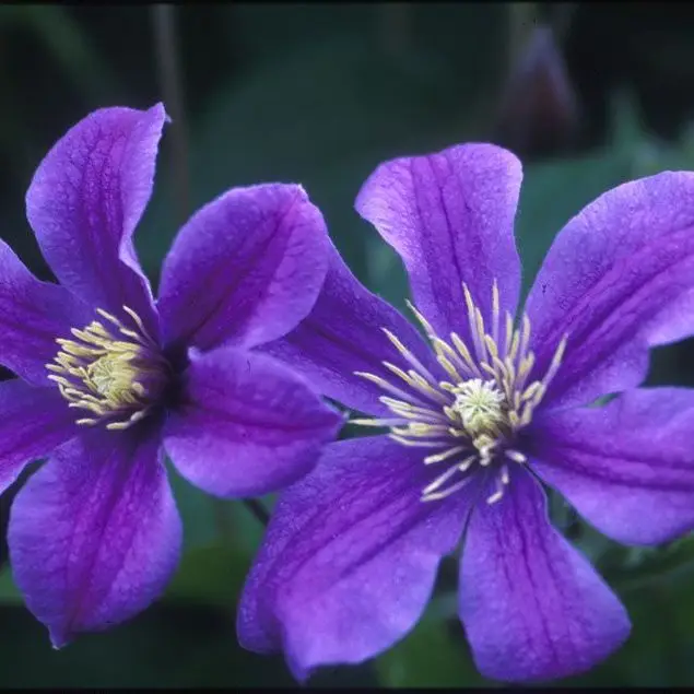 Arabella Clematis