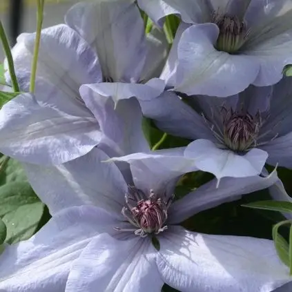 Bernadine Evipo061 Clematis