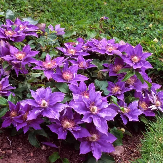 Bijou Evipo030 Clematis