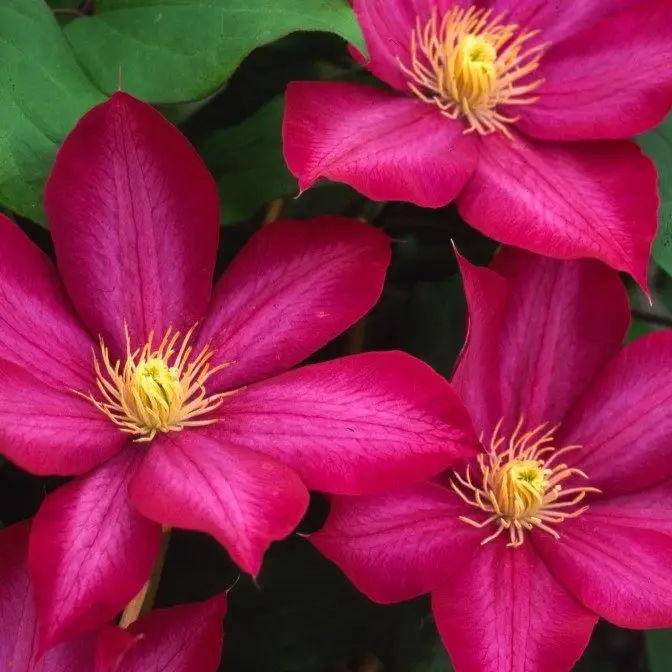 Bourbon™ Evipo018 Clematis