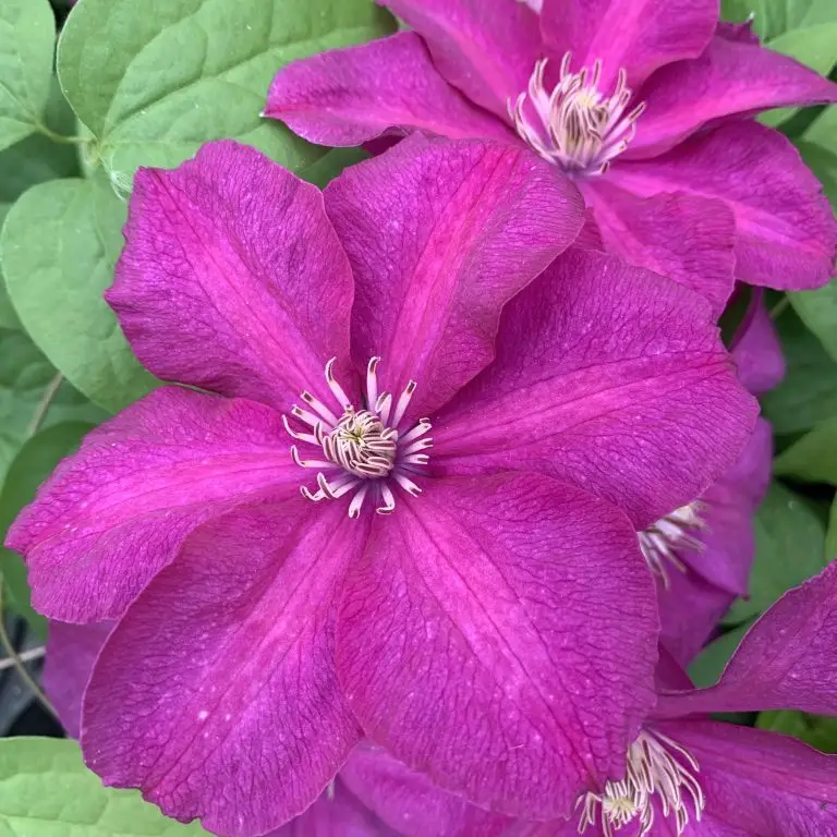 Cardinal Wyszynski Clematis