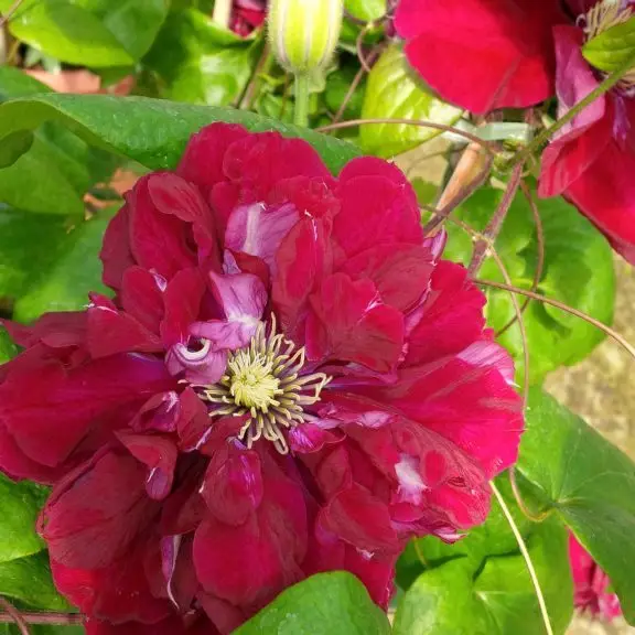Charmaine Evipo022 (N) Clematis