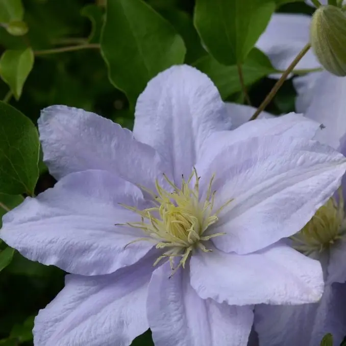 Chelsea Evipo100 Clematis