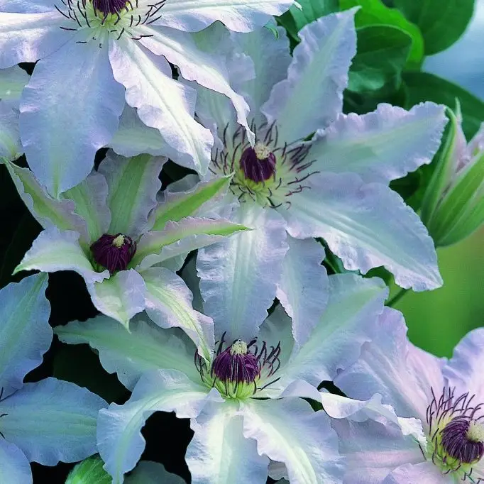 Clair de lune™ ‘Evirin’ (N) Clematis