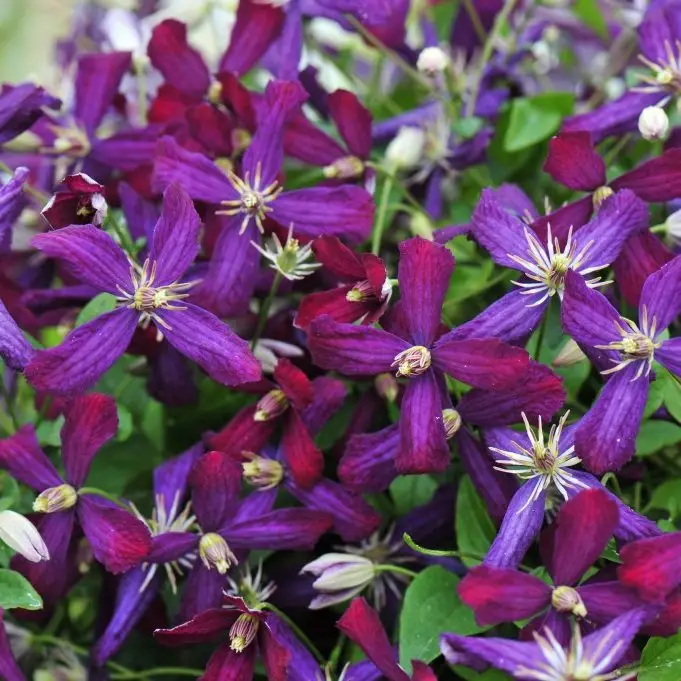 Summer Love PP24044 Clematis