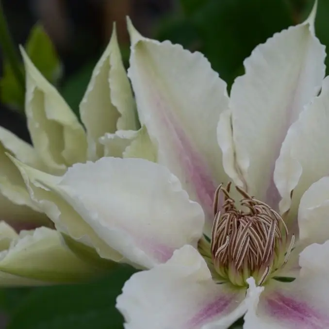 Corinne™ Evipo063 Clematis