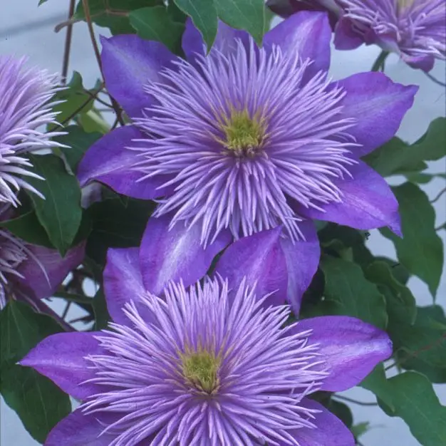 Crystal Fountain™ Evipo038 Clematis