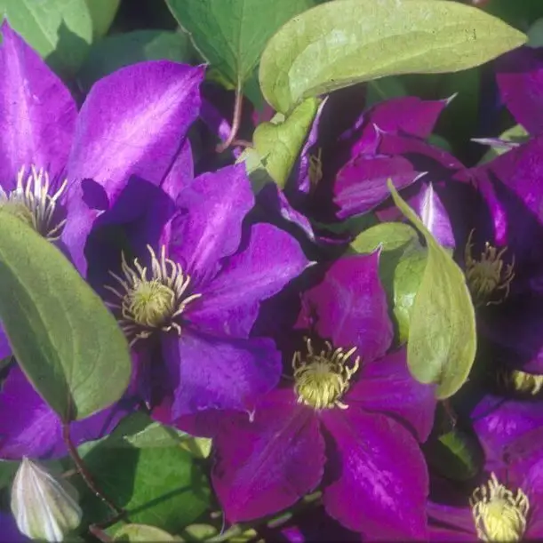 Daniel Deronda Clematis